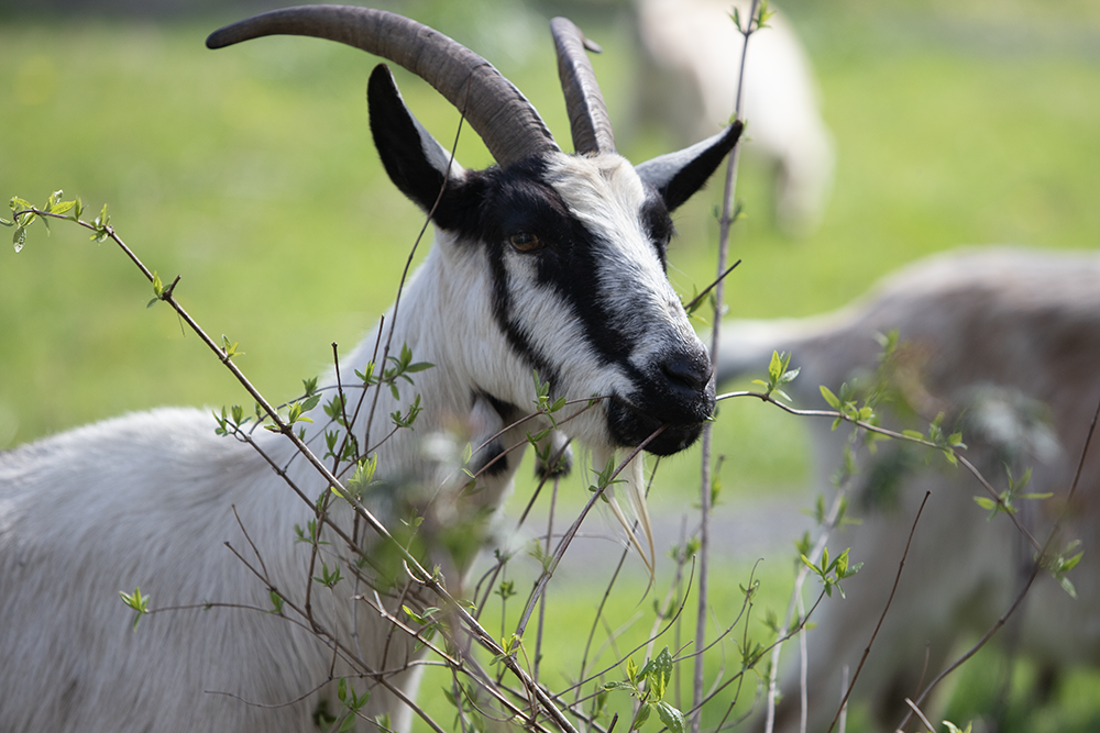 Meet Whittier's low-tech weed clearance tools: goats – Whittier Daily News